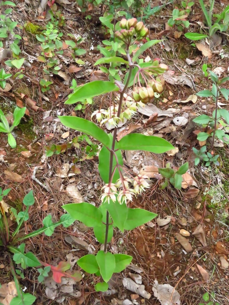 Asclepias melantha photo 3