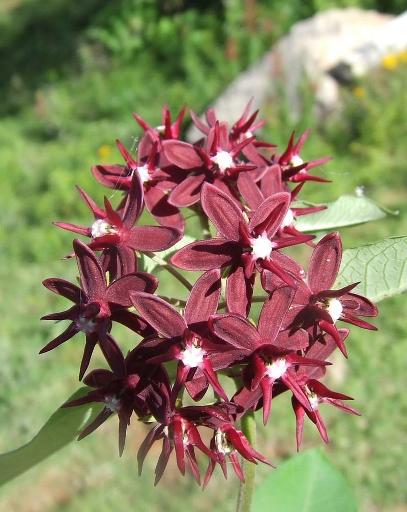 Asclepias melantha photo 4