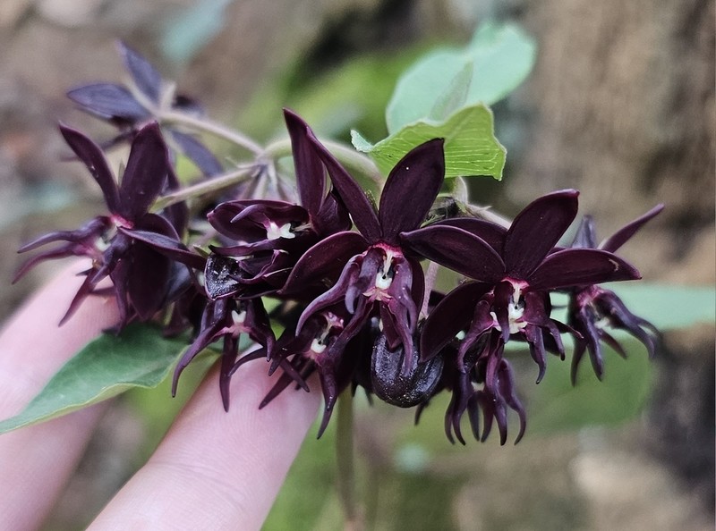 Asclepias melantha photo 5