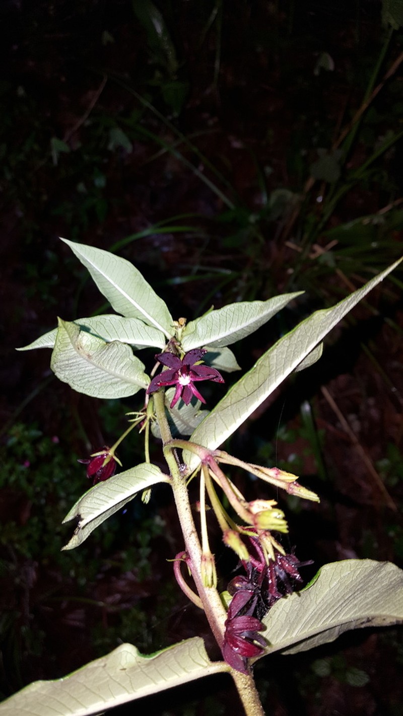 Asclepias melantha photo 6