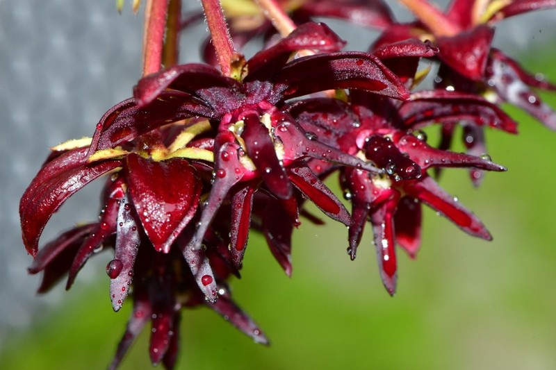 Asclepias melantha photo 7