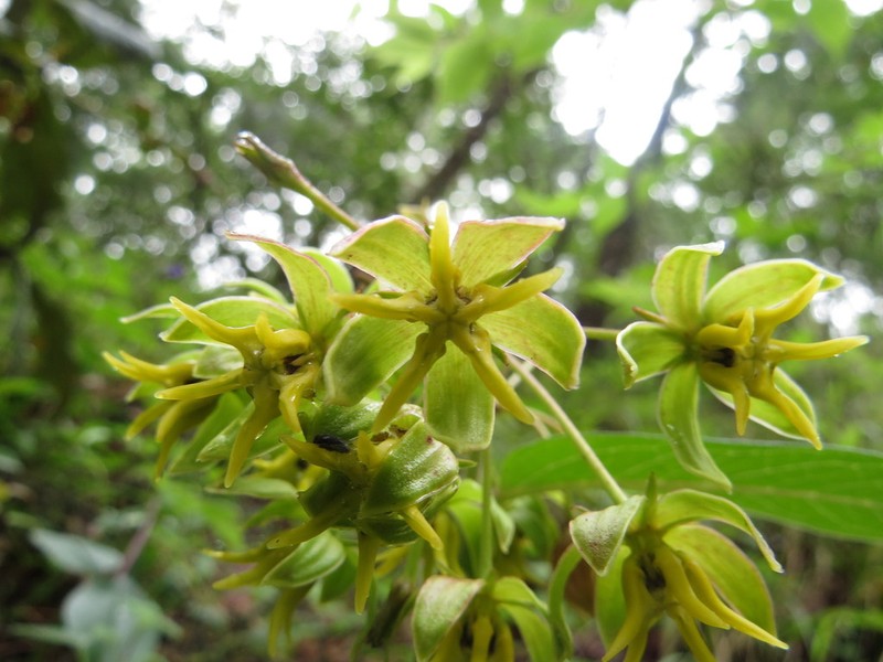 Asclepias melantha photo 8