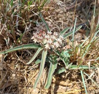 Asclepias meliodora