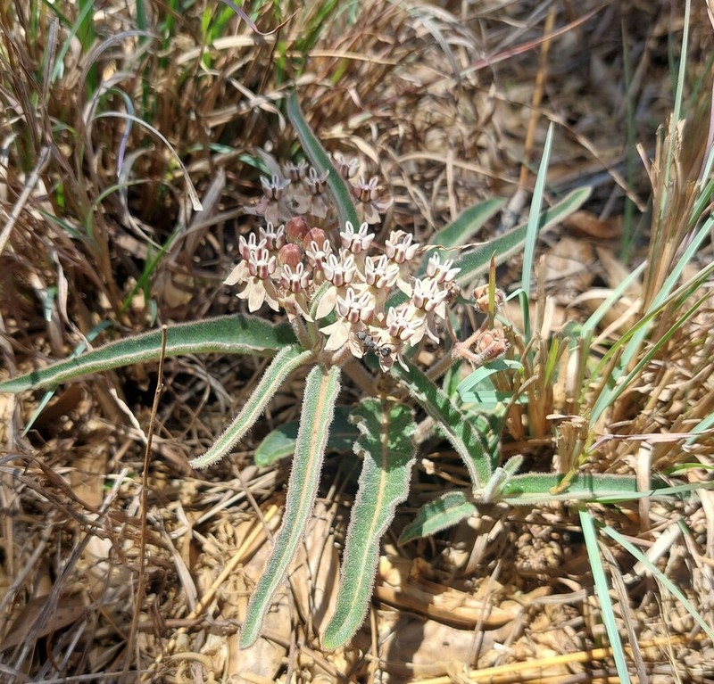 Asclepias meliodora