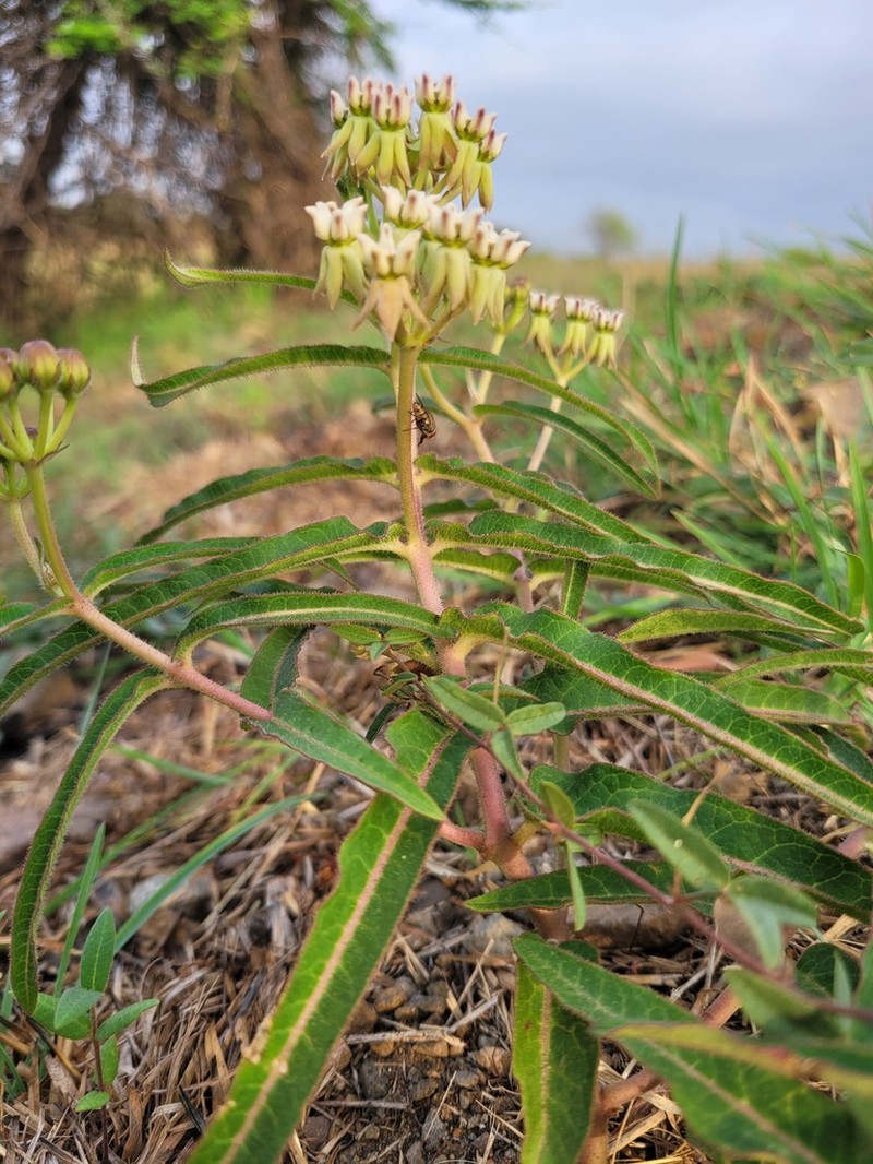Asclepias meliodora photo 2