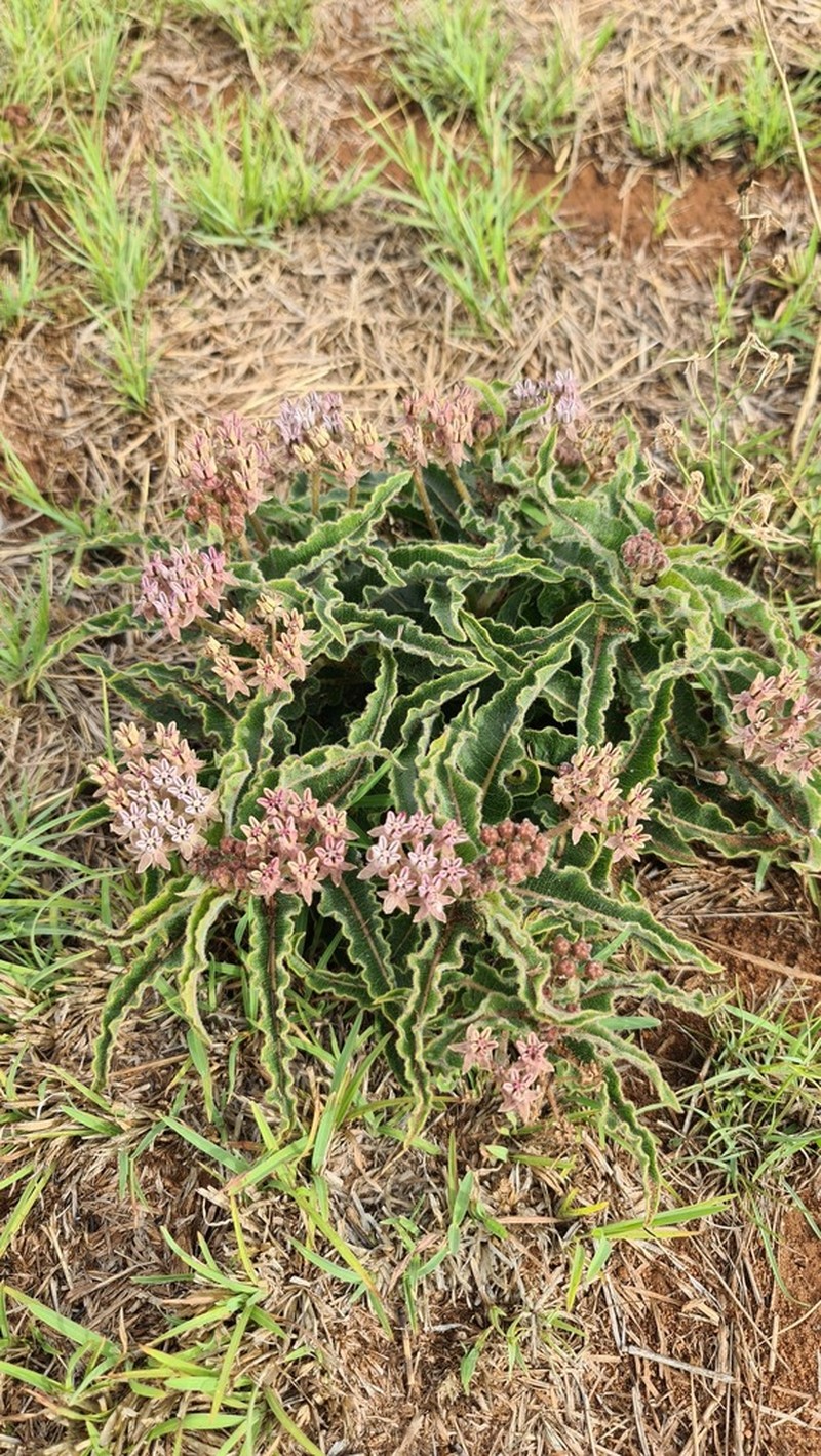 Asclepias meliodora photo 3