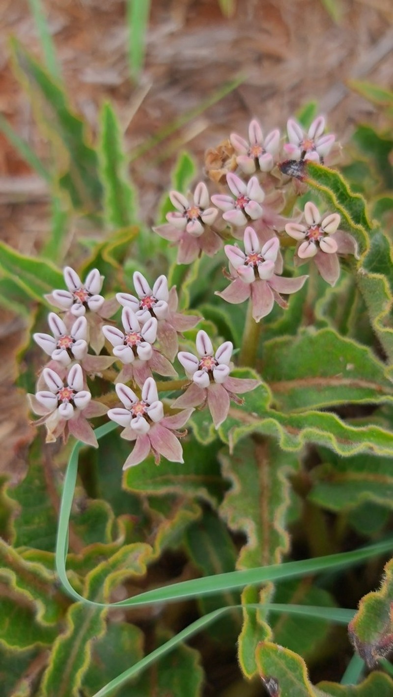 Asclepias meliodora photo 4