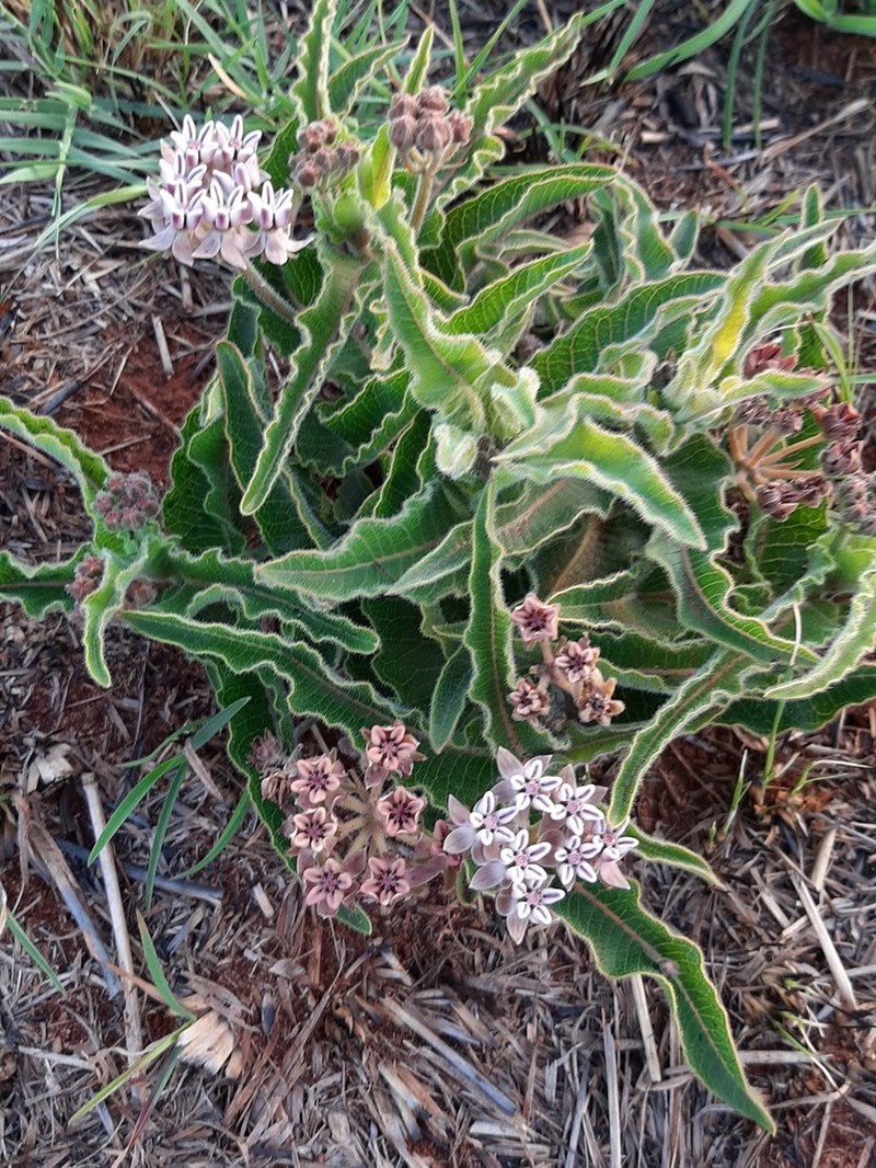 Asclepias meliodora photo 5