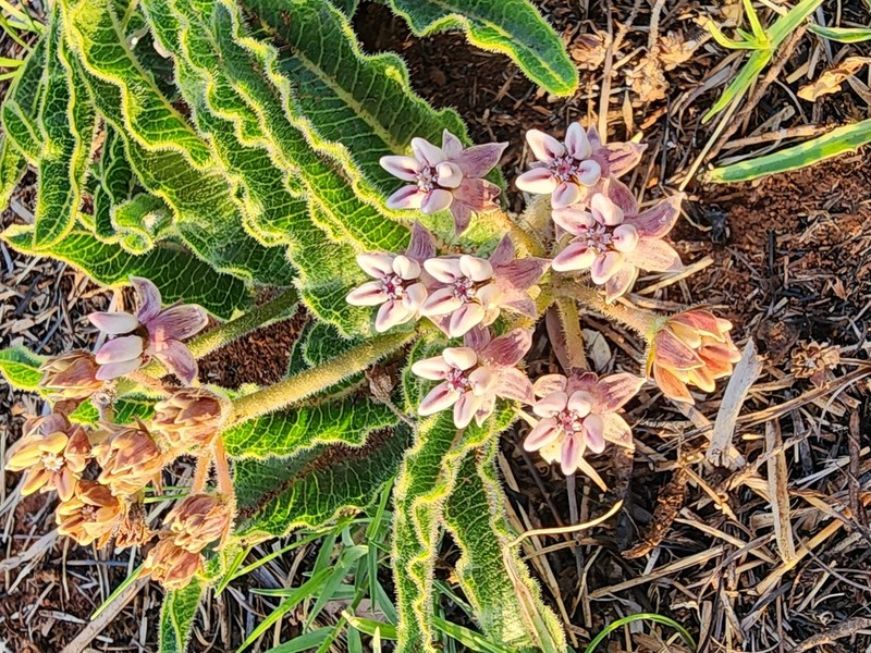 Asclepias meliodora photo 6