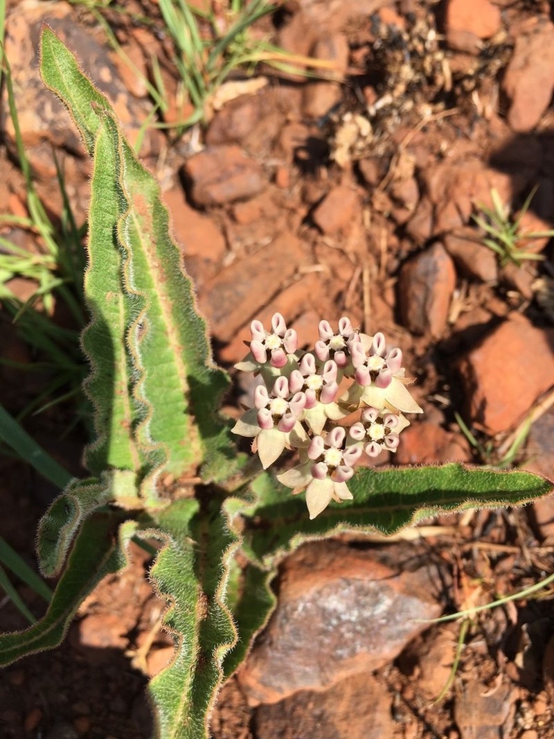 Asclepias meliodora photo 8