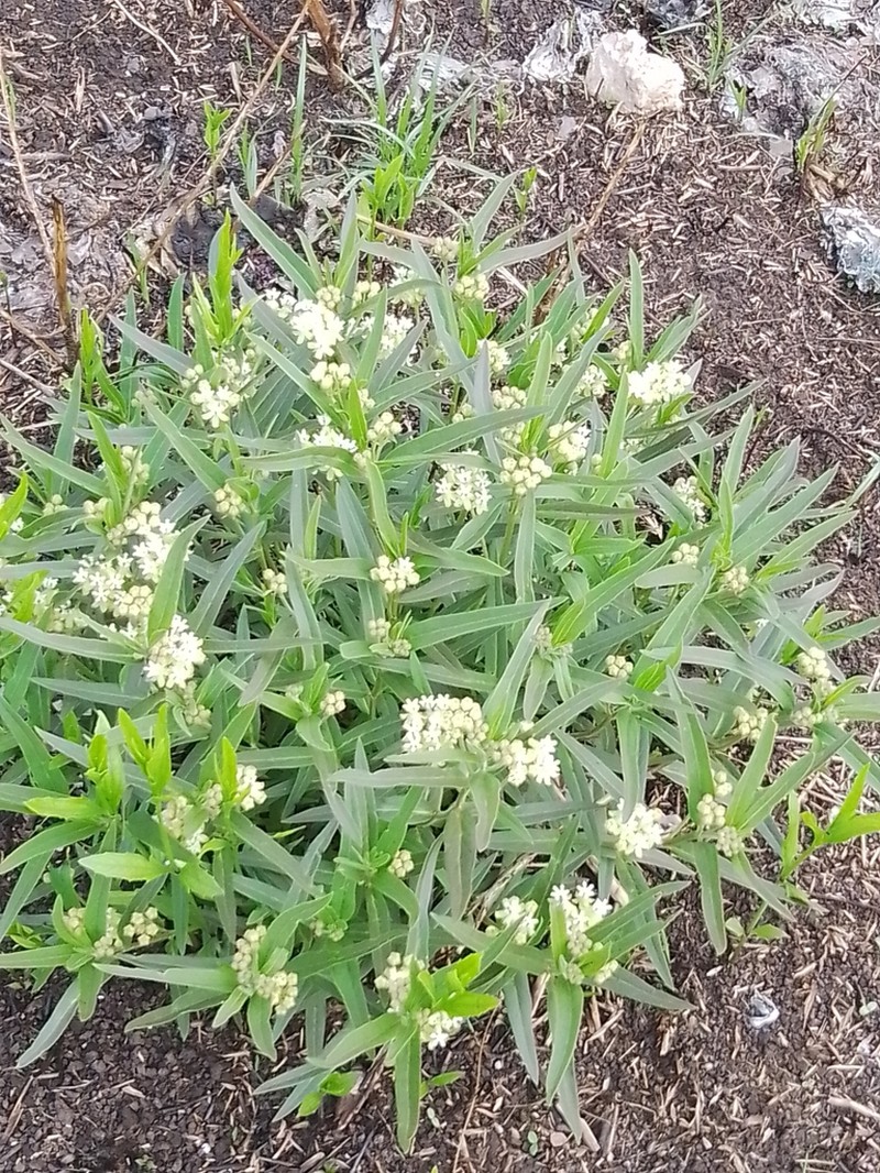 Asclepias mellodora