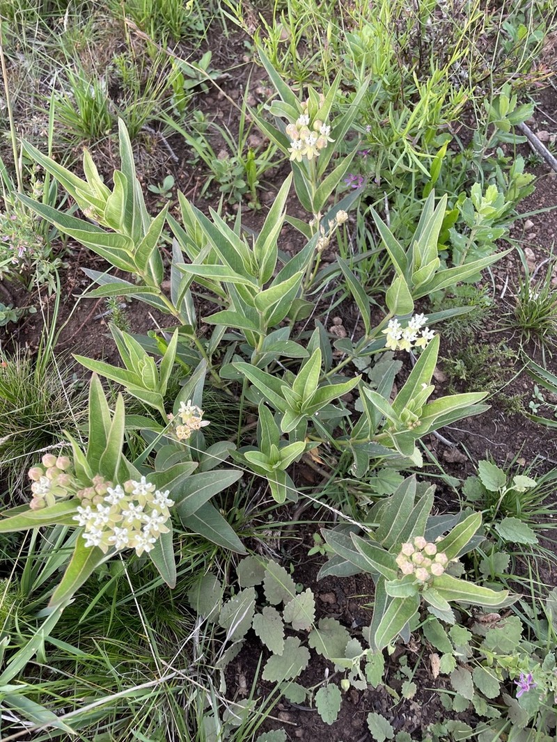 Asclepias mellodora photo 2