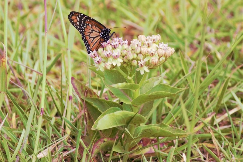 Asclepias mellodora photo 3