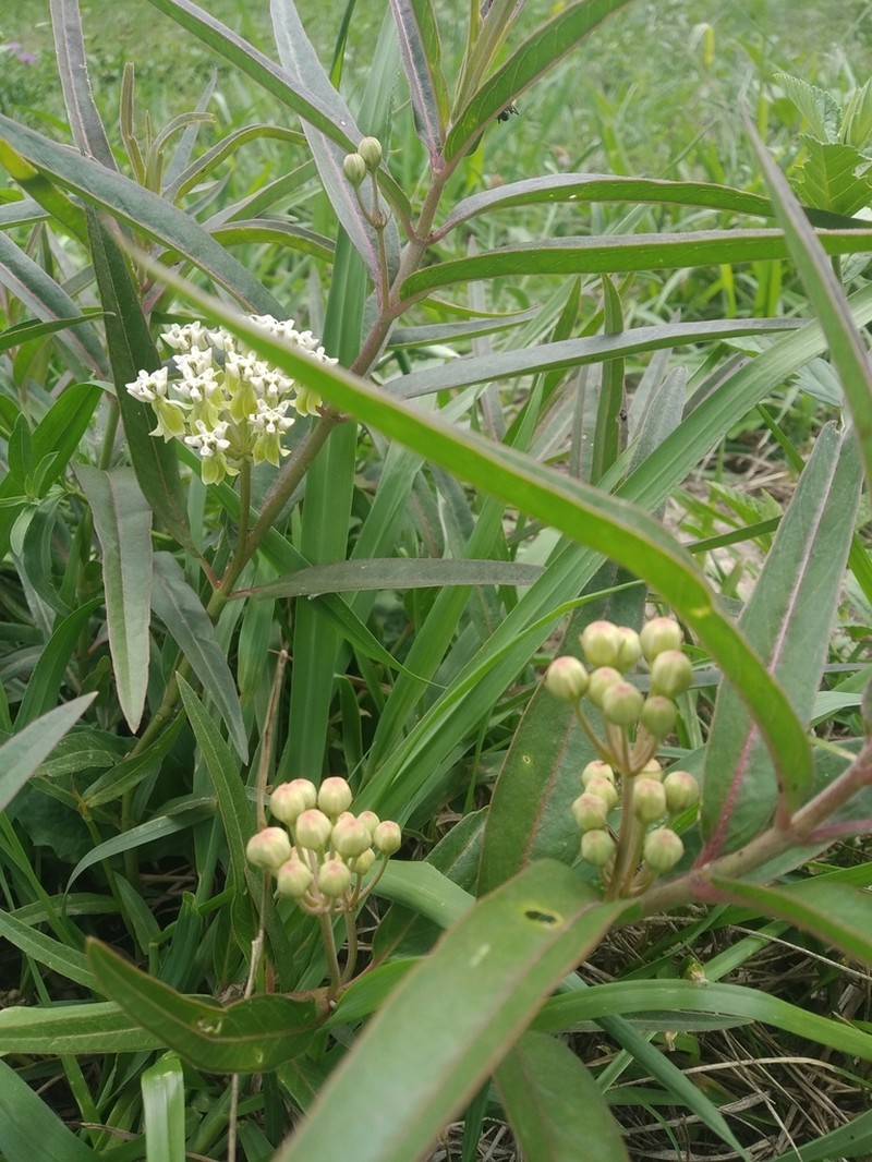 Asclepias mellodora photo 4