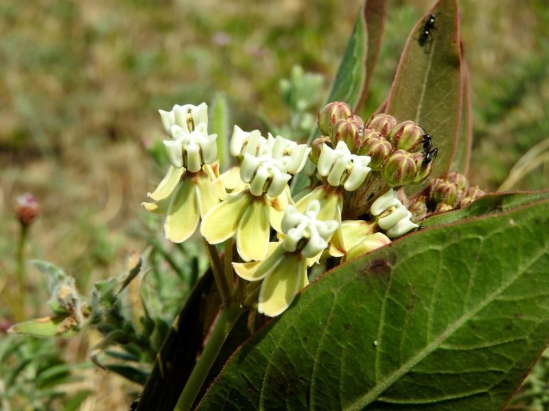 Asclepias mellodora photo 5