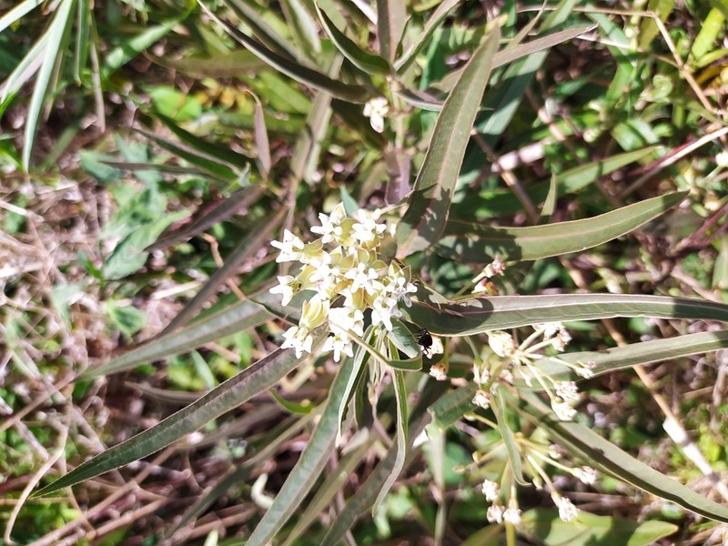 Asclepias mellodora photo 6
