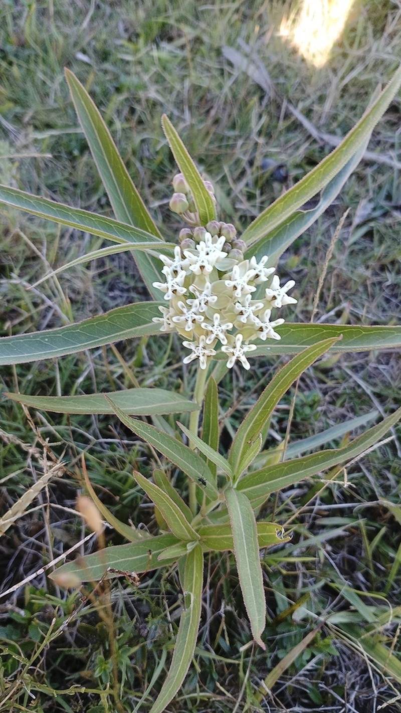 Asclepias mellodora photo 7
