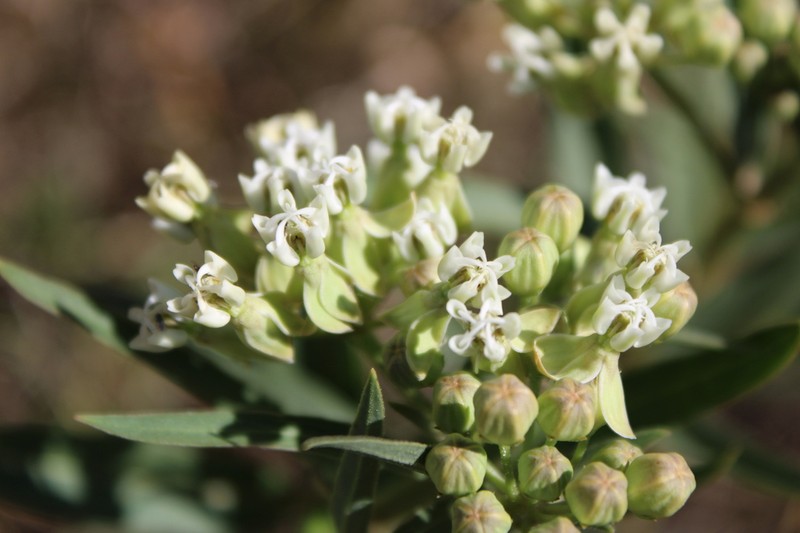Asclepias mellodora photo 8