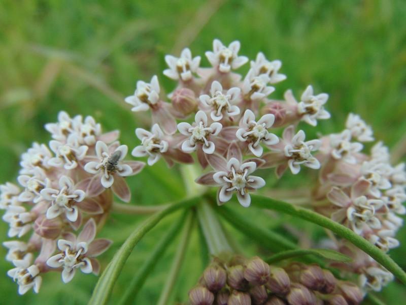 Asclepias mexicana