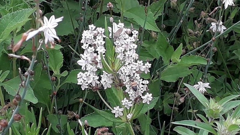 Asclepias mexicana photo 2