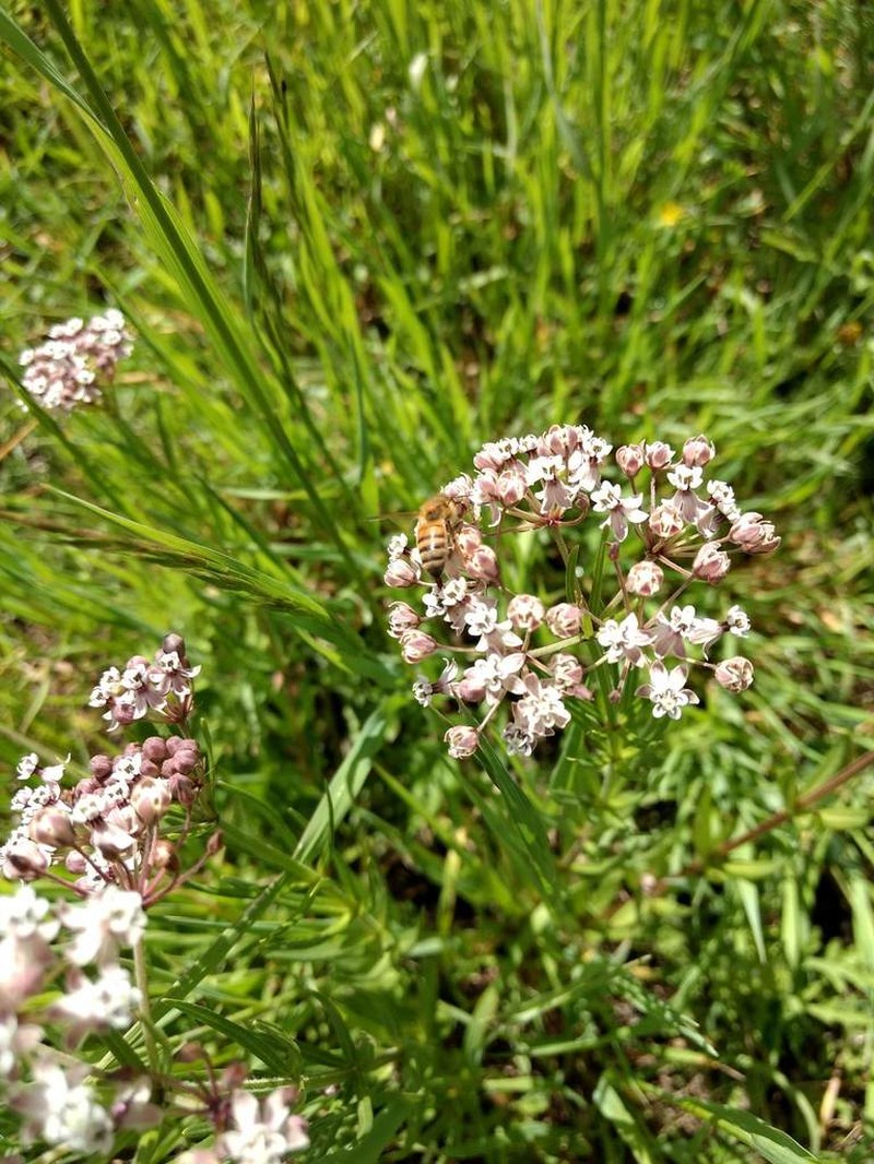 Asclepias mexicana photo 3
