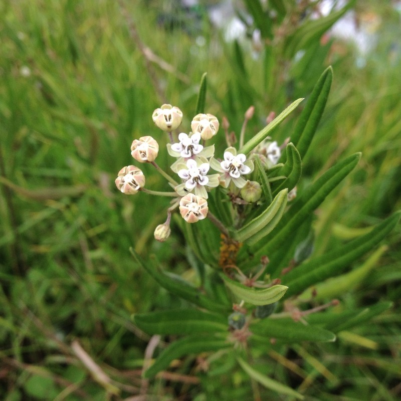 Asclepias mexicana photo 4