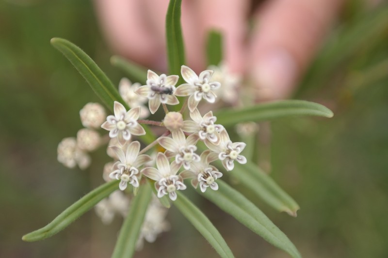Asclepias mexicana photo 5