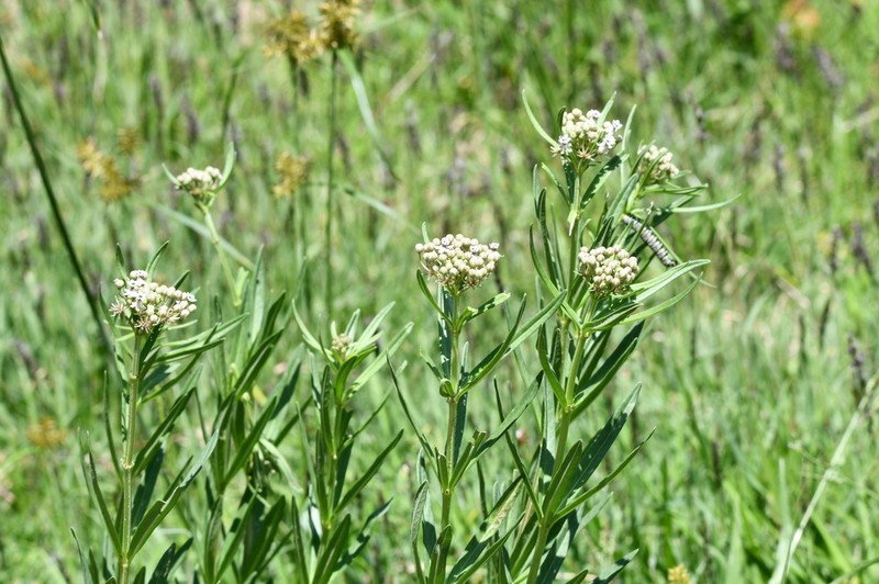Asclepias mexicana photo 6