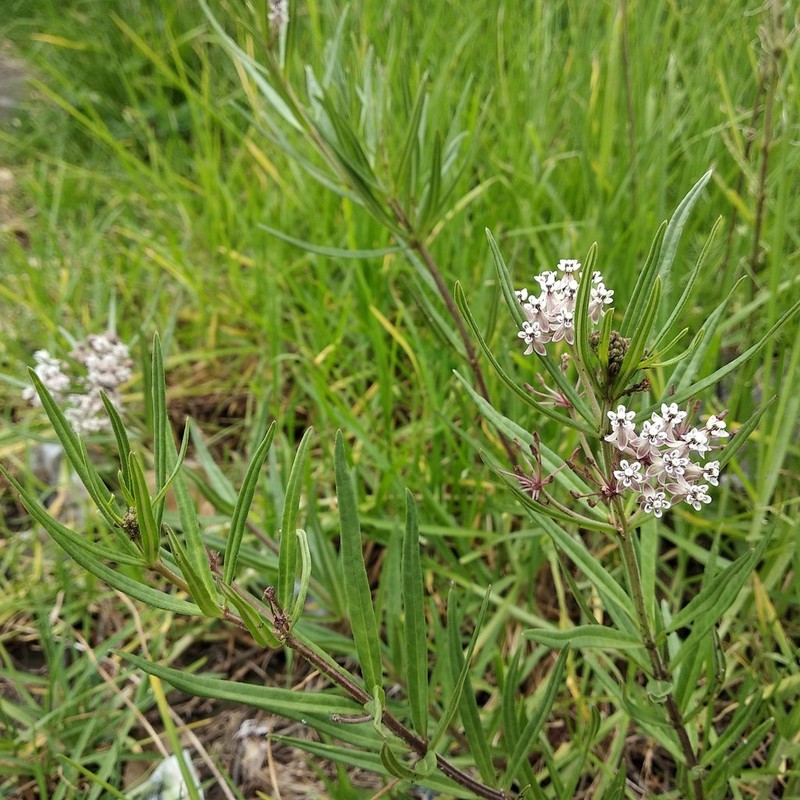 Asclepias mexicana photo 7