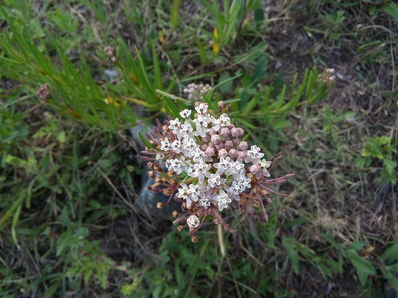 Asclepias mexicana photo 8