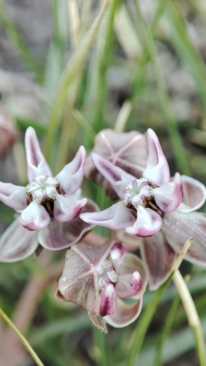 Asclepias meyeriana