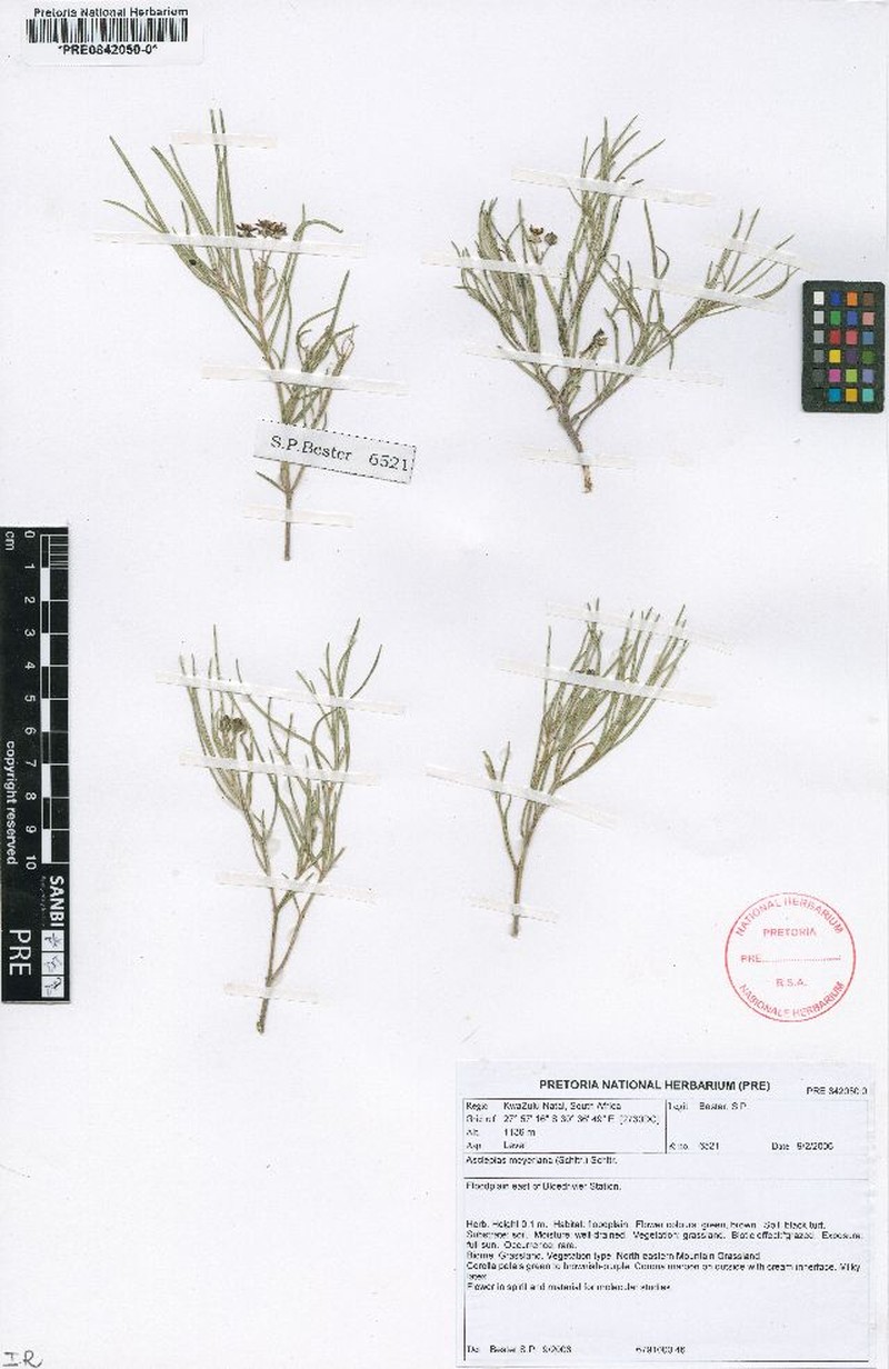 Asclepias meyeriana photo 2