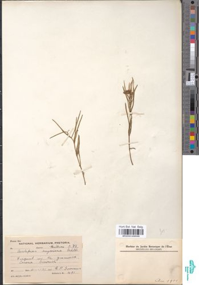 Asclepias meyeriana photo 3