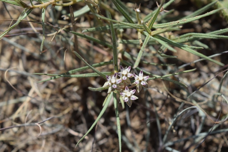 Asclepias meyeriana photo 4