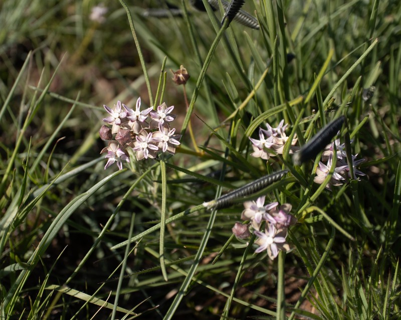Asclepias meyeriana photo 6
