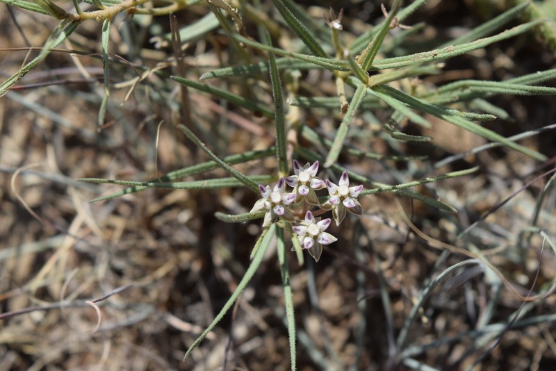 Asclepias meyeriana photo 7
