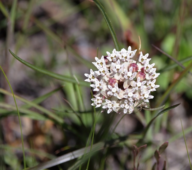 Michaux's Milkweed