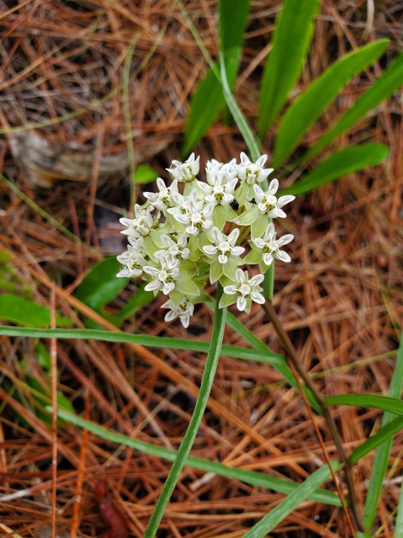 Michaux's Milkweed photo 2