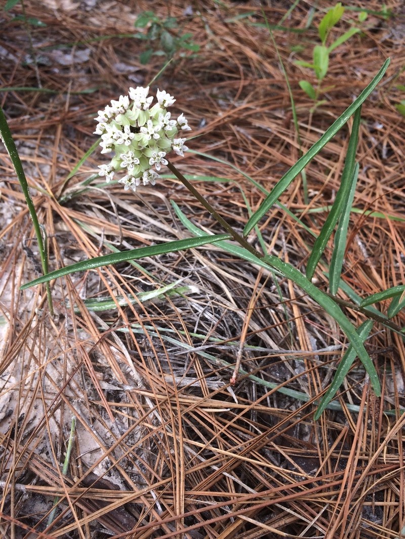 Michaux's Milkweed photo 3