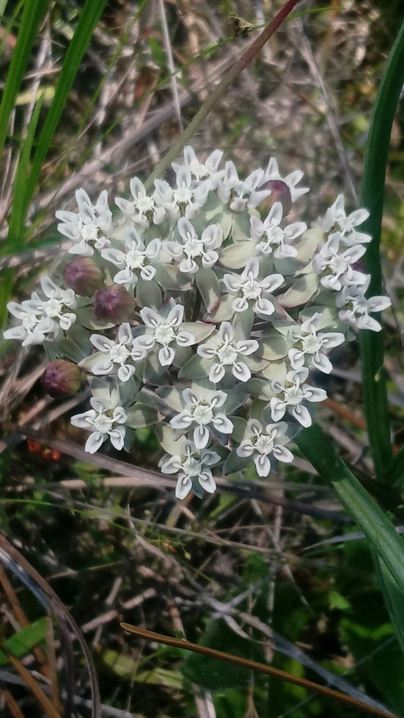 Michaux's Milkweed photo 4