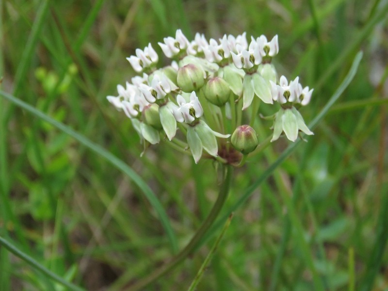 Michaux's Milkweed photo 5
