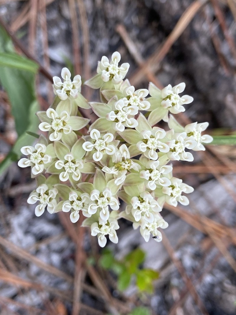 Michaux's Milkweed photo 6