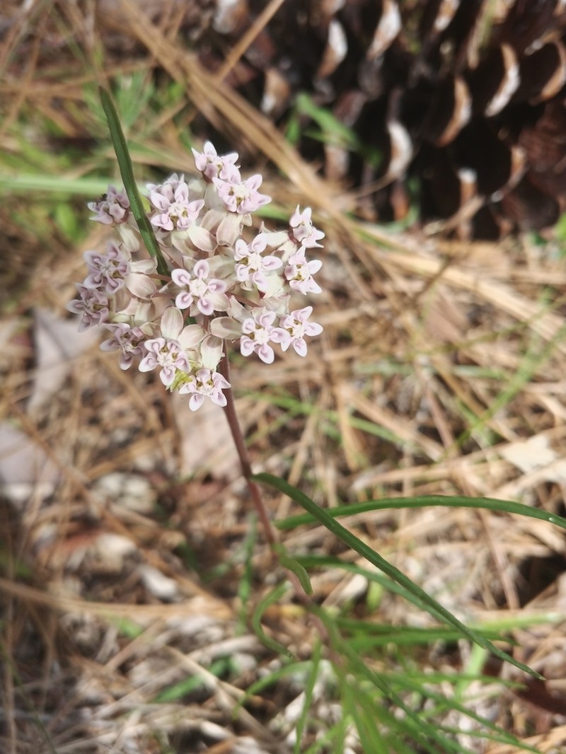 Michaux's Milkweed photo 7