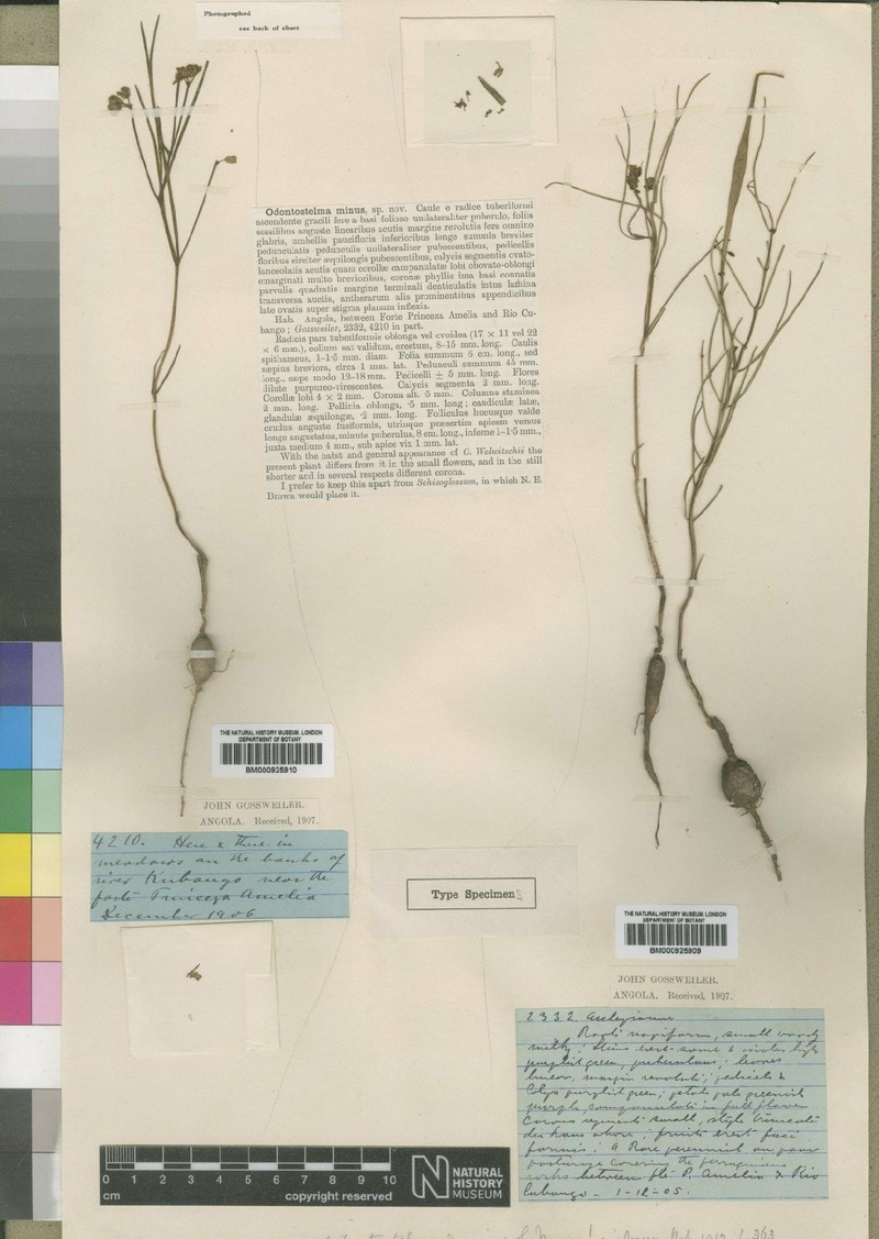Asclepias minor