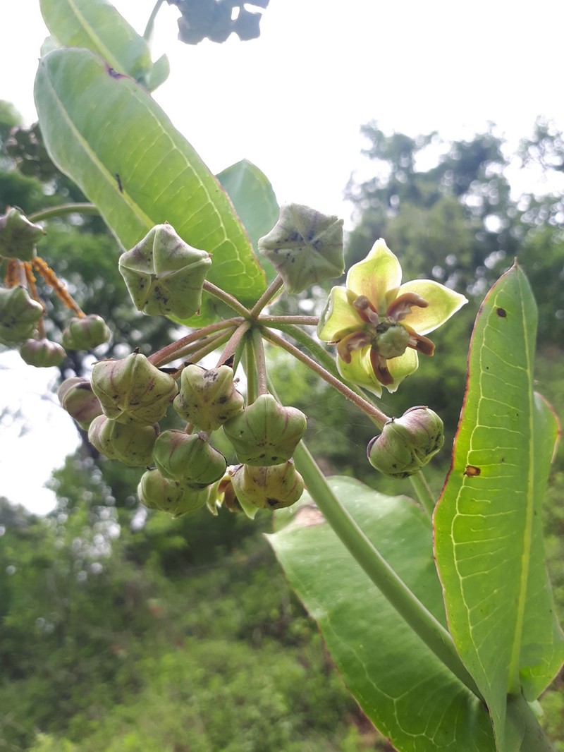 Asclepias mirifica