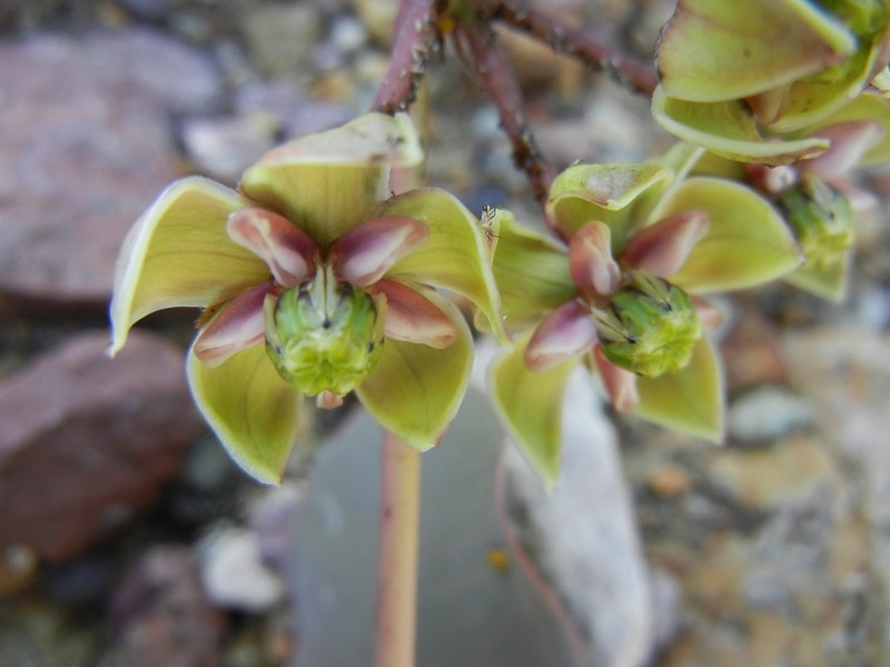 Asclepias mirifica photo 2