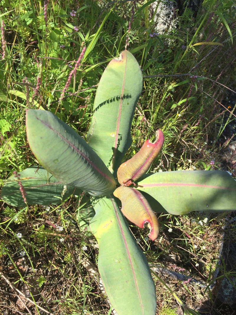 Asclepias mirifica photo 3