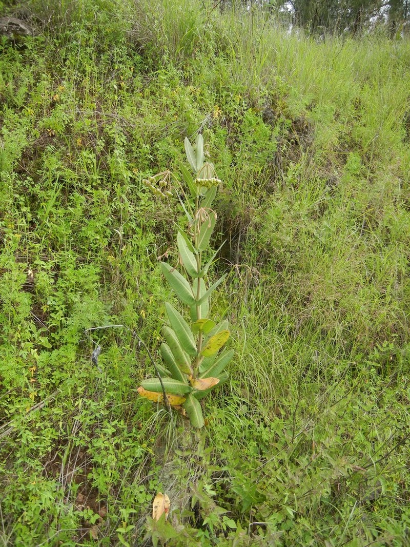 Asclepias mirifica photo 4