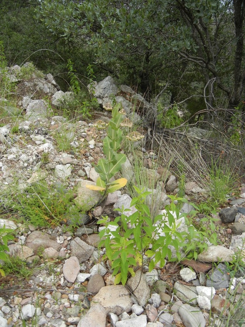 Asclepias mirifica photo 5