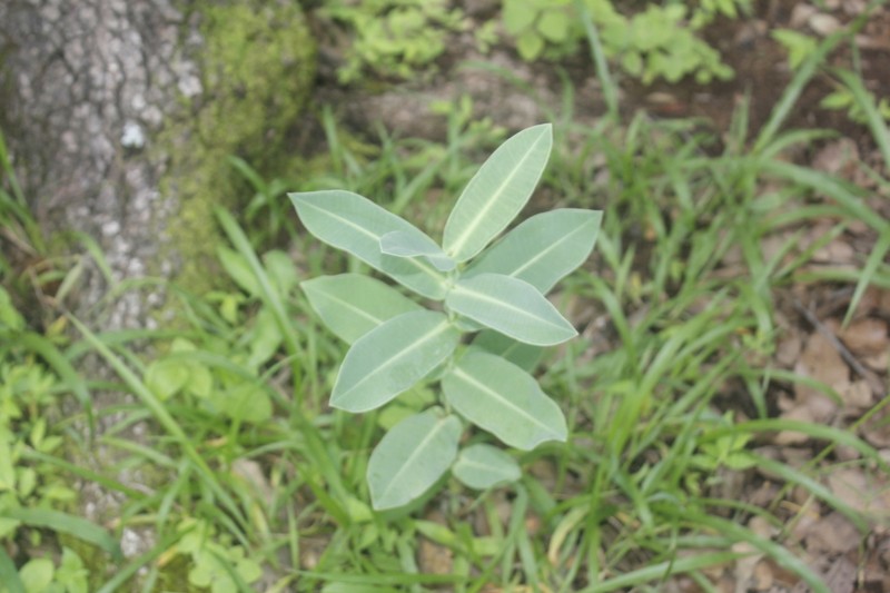Asclepias mirifica photo 6